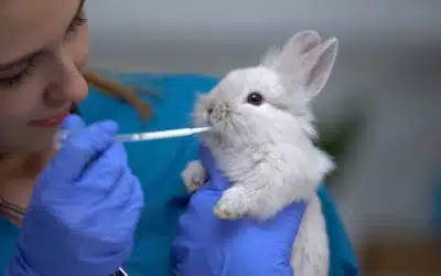 Belangrijke wijziging in wetgeving: humane en veterinaire GMP officieel gescheiden